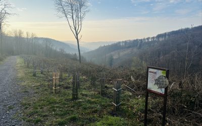 Natur in Arbeit: Neues aus unserem Waldstück in Solingen-Gräfrath